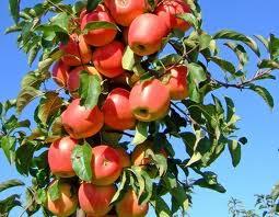 Jablečné výlisky 15 Kg
